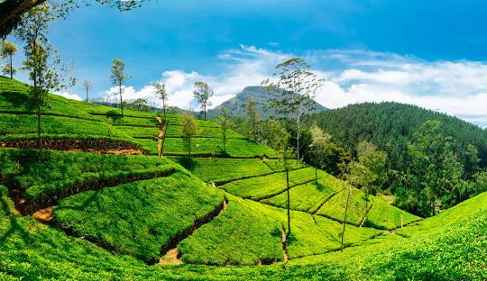 Nuwara Eliya Tea Gardens